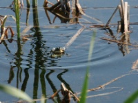 2016-05-10 09h33m33 - Kikkers in nationaalpark Slitere - Gerda van der Meer